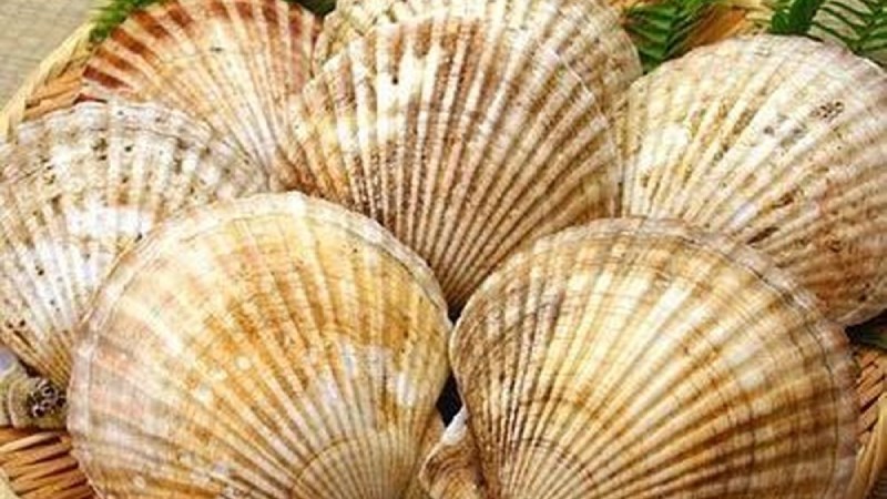 Cách bảo quản sò